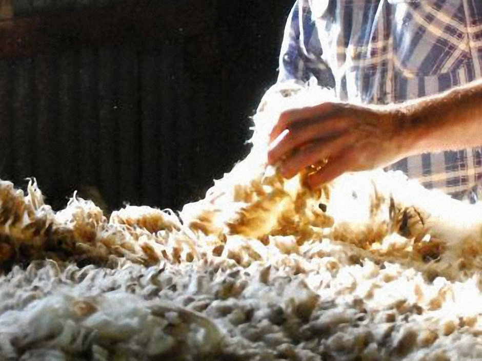 A person in a check shirt classing wool. Only the person's torso and arms are visible - their face is out of shot